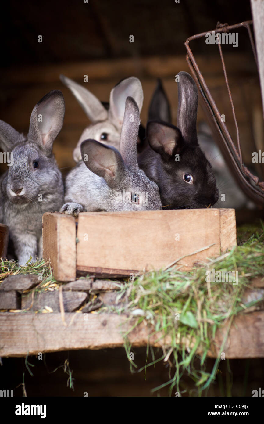 Young rabbits (European Rabbit - Oryctolagus cuniculus Stock Photo - Alamy