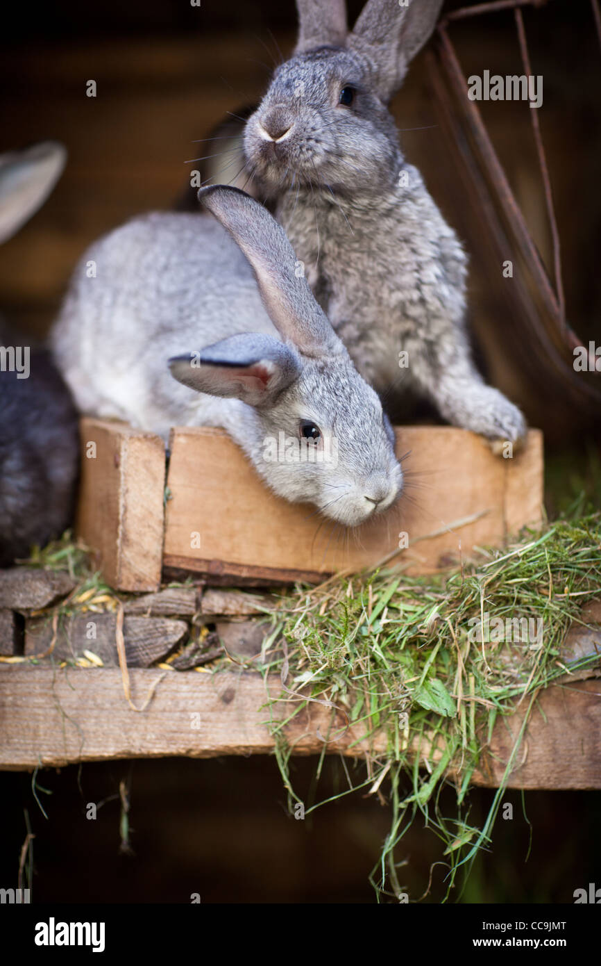 Young rabbits (European Rabbit - Oryctolagus cuniculus Stock Photo - Alamy