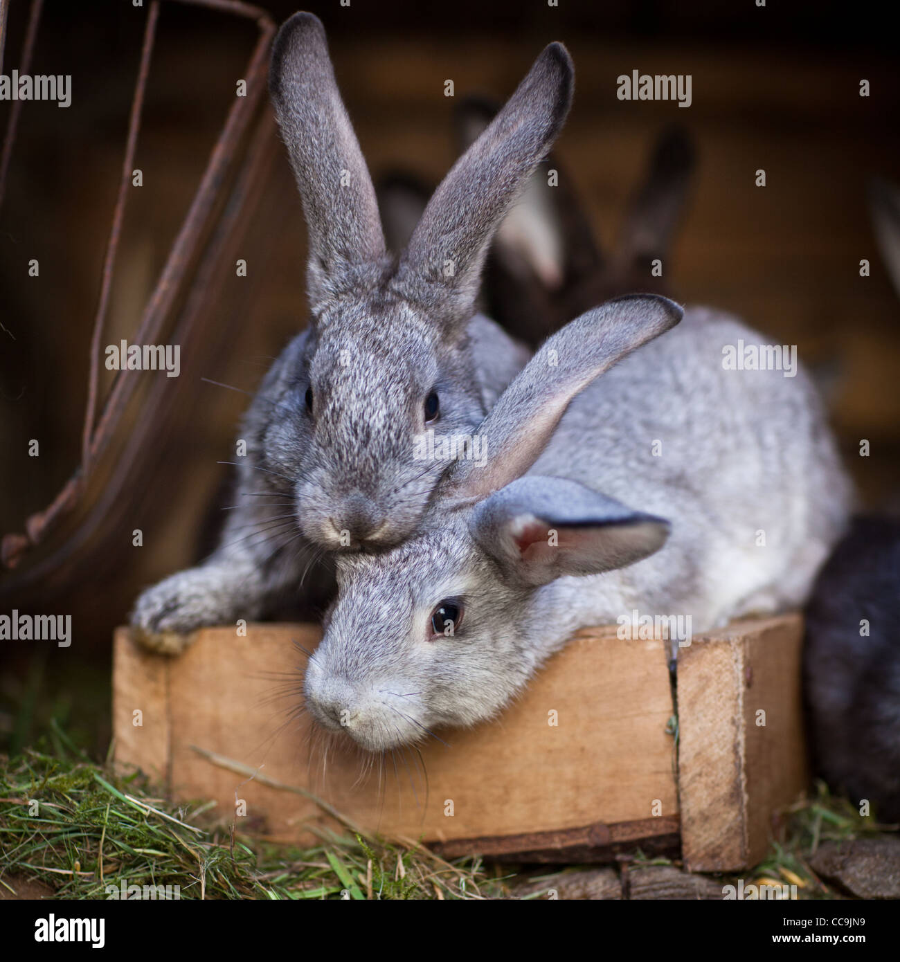 Young rabbits (European Rabbit - Oryctolagus cuniculus Stock Photo - Alamy