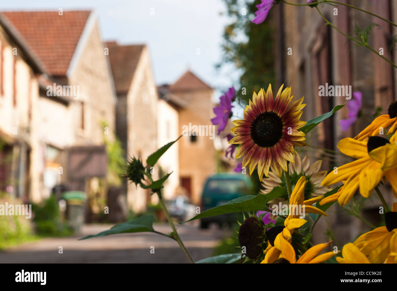 Sunflowers in the front garden of a cottage in the Medieval Hill Top Village of Châteauneuf en Auxois, Cote D'Or, Bourgogne, Stock Photo
