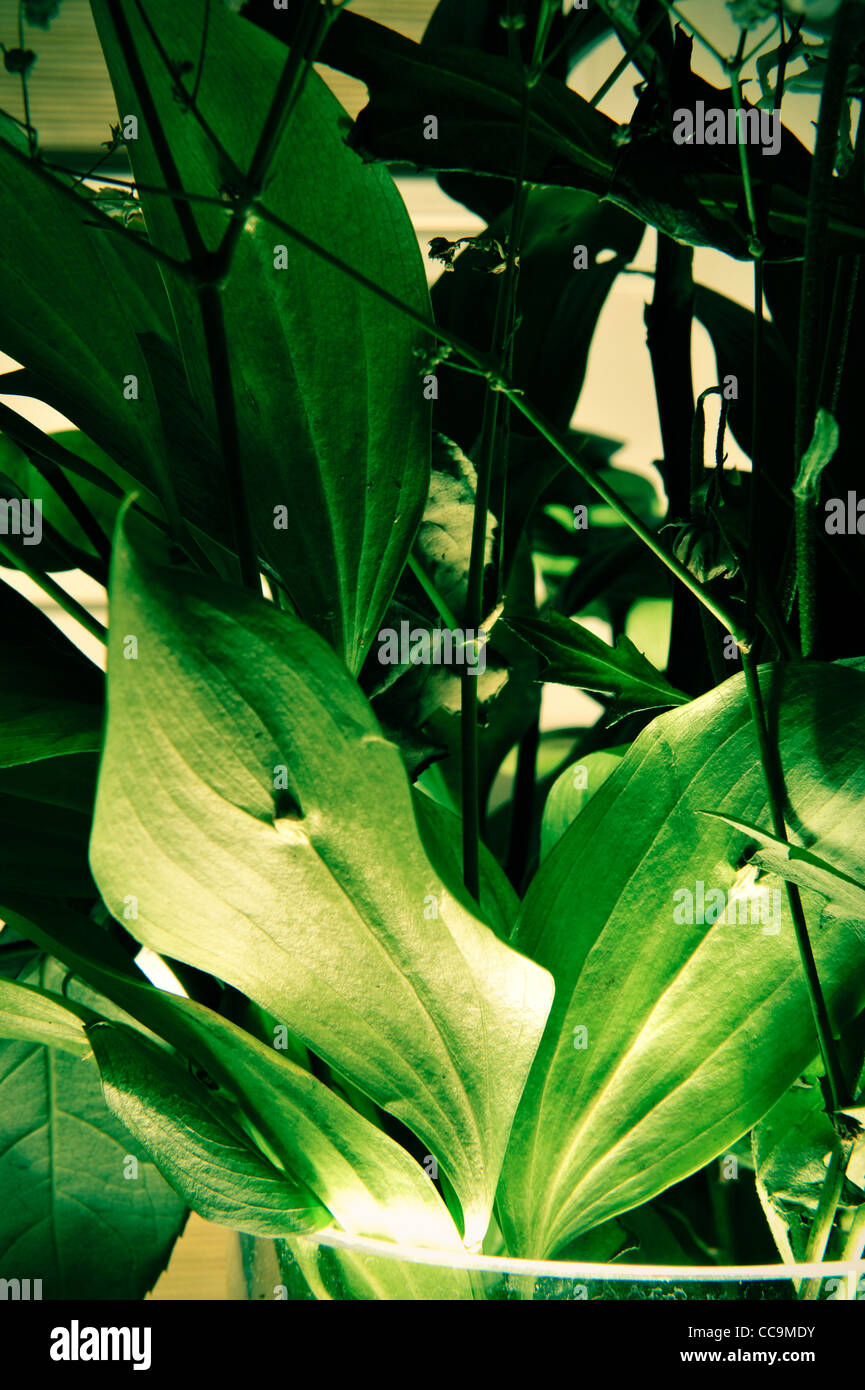 green leaf background with beautiful light Stock Photo Alamy