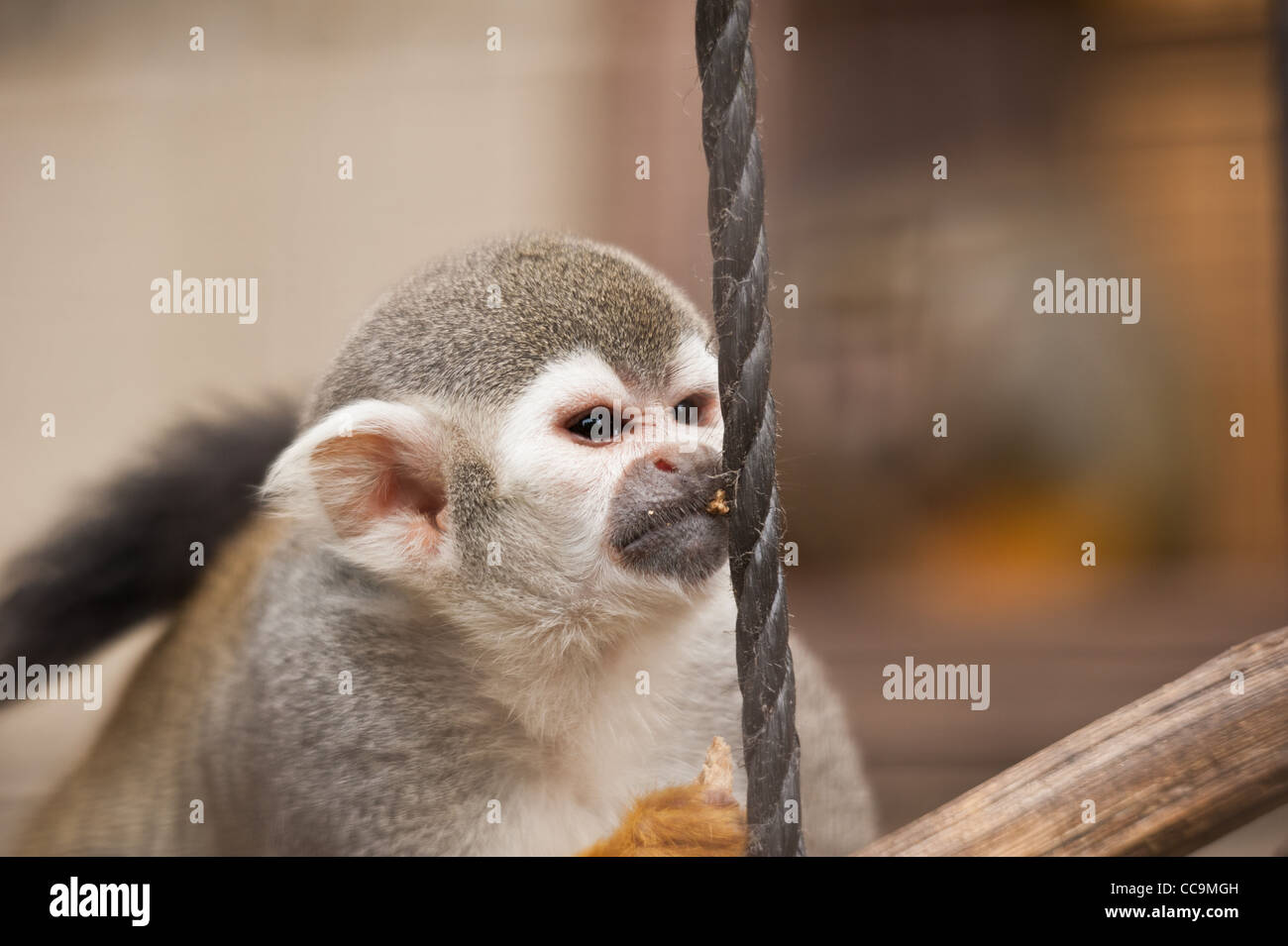 A squirrel monkey uses a rope to break open a nut Stock Photo Alamy