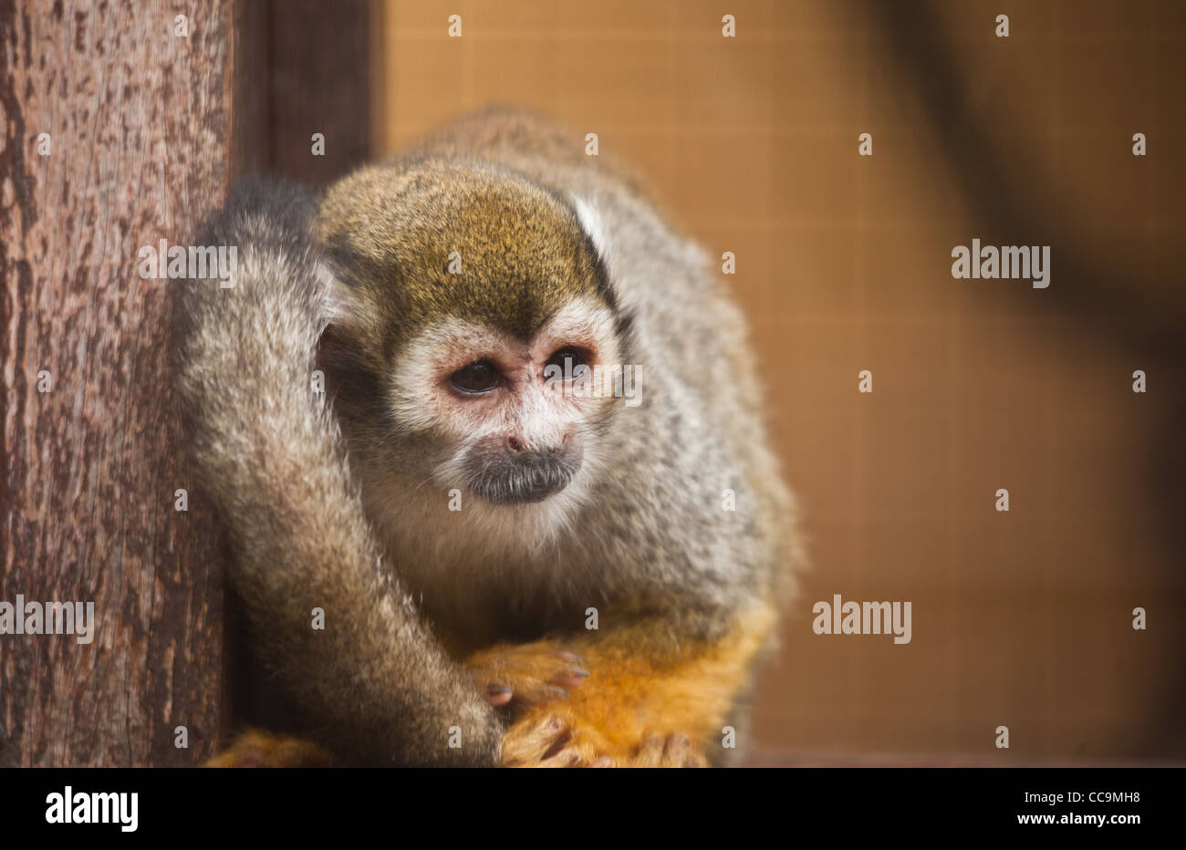 Sad looking squirrel monkey in captivity in a zoo Stock Photo