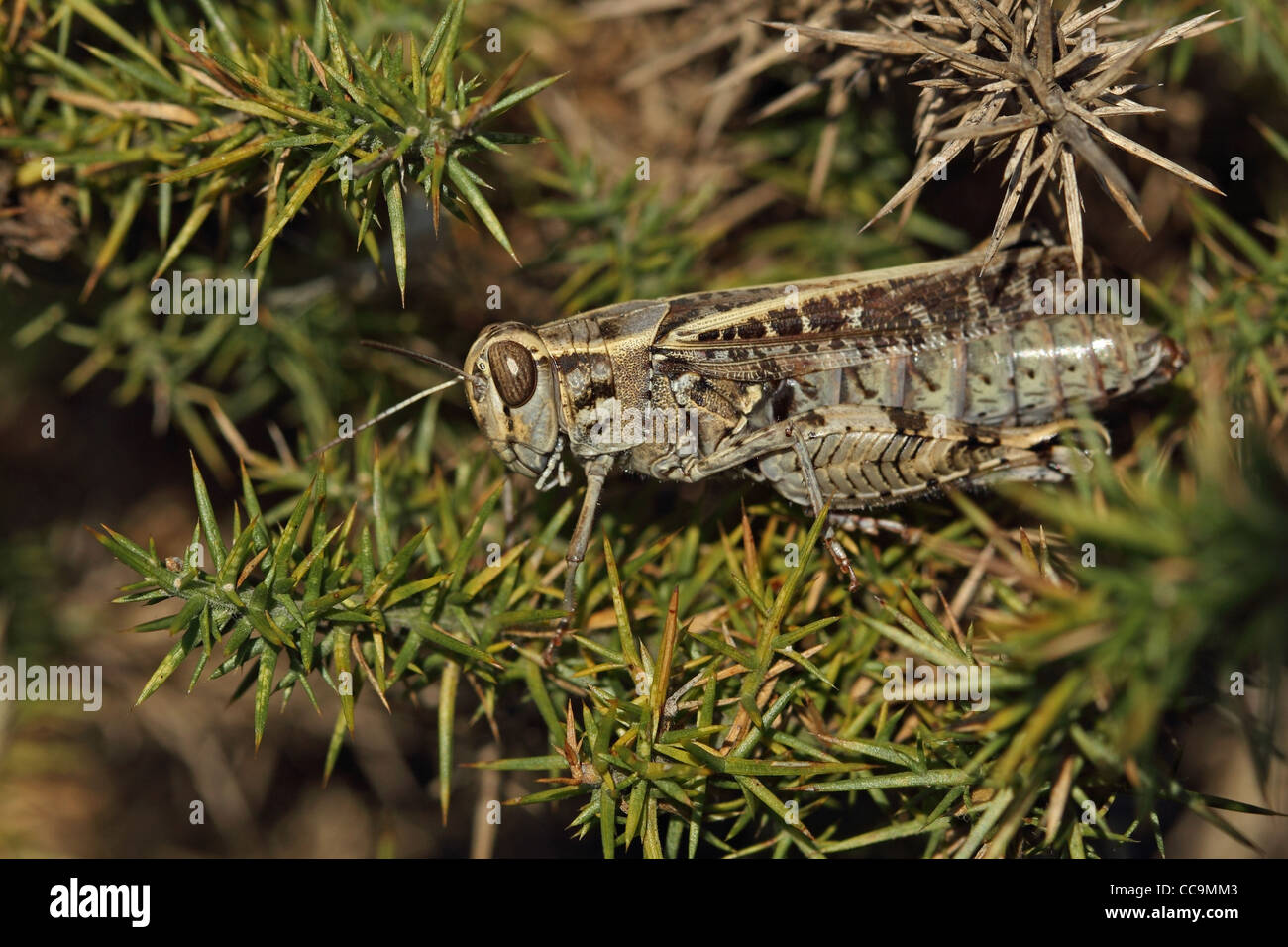 Italian Locust (Calliptamus italicus) Stock Photo