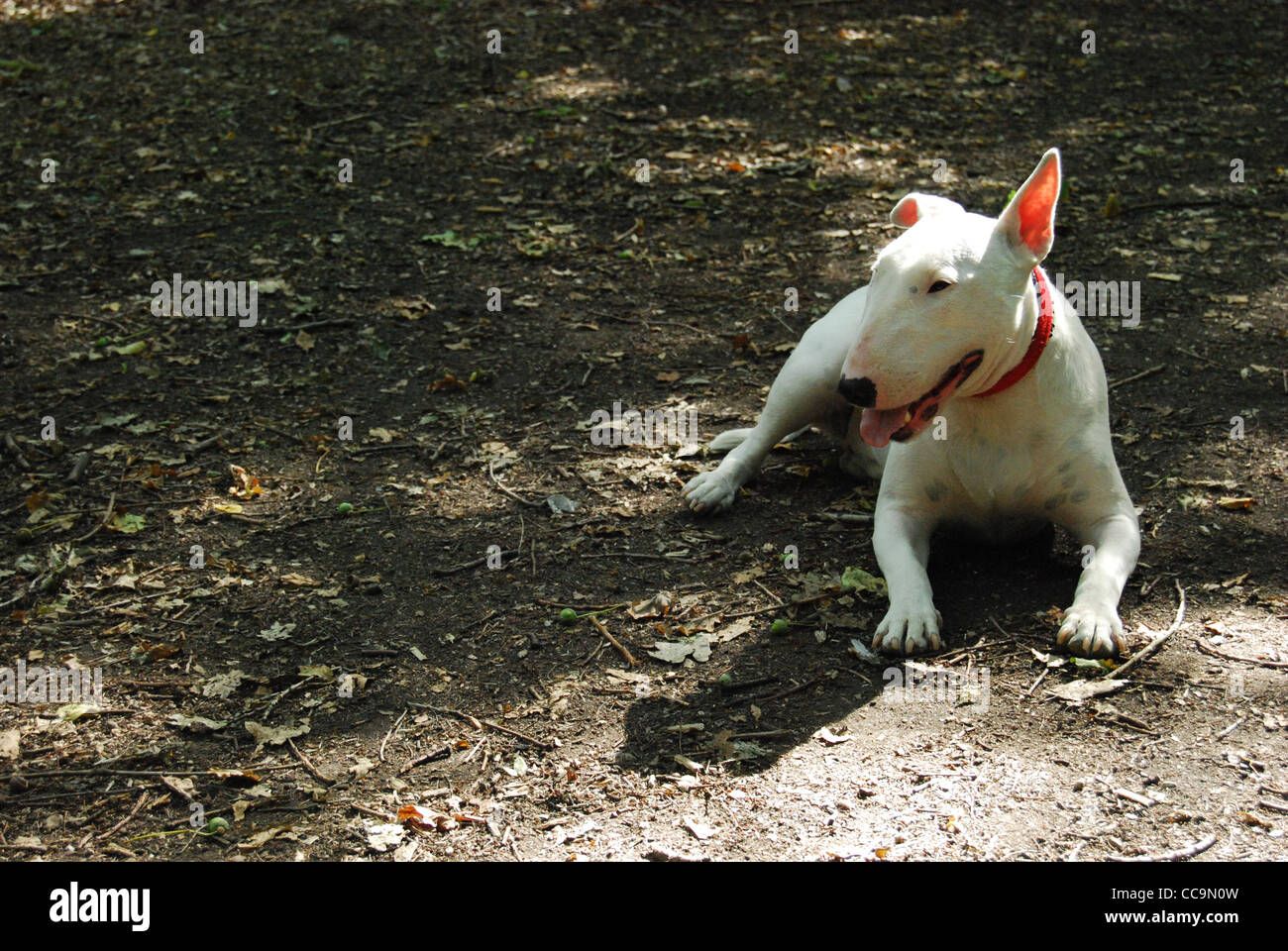 English Bull Terrier In The Woods Stock Photo