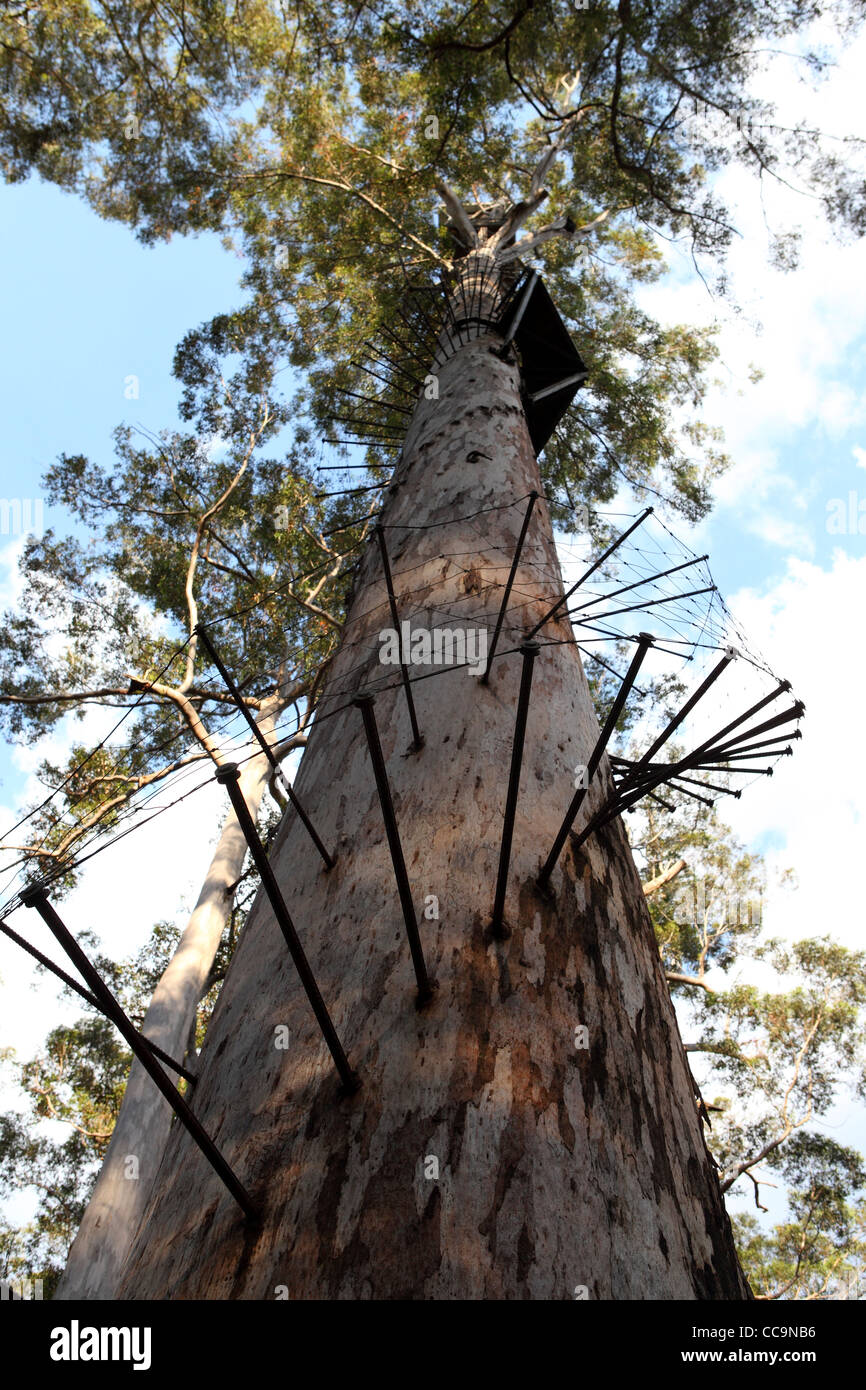 Metal pegs spiral around the Dave Evans Bicentennial Tree in Warren National Park, Western Australia. Stock Photo