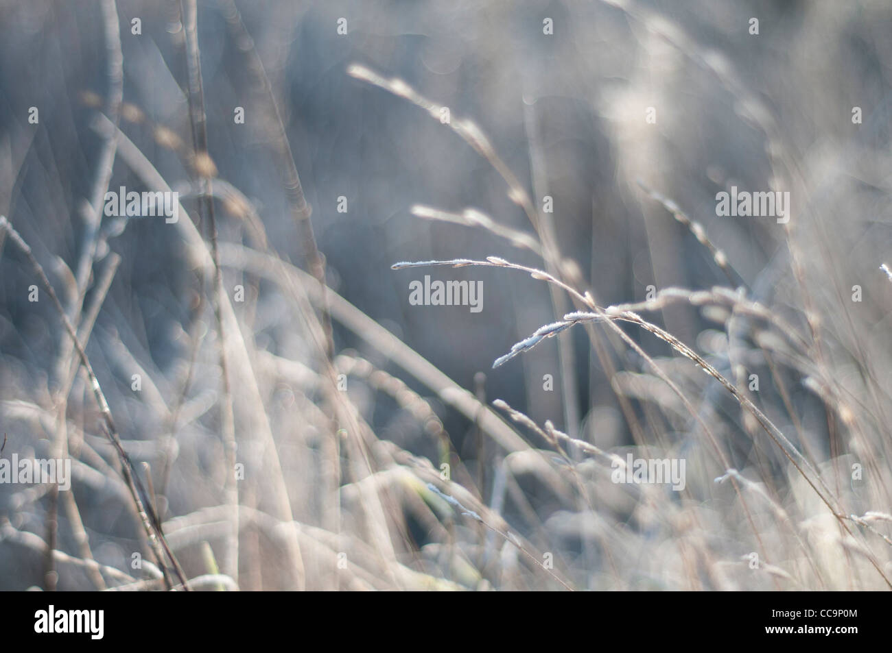 The sun on grasses on a freezing cold, frosty morning. Muted colours. A blurred background with grasses in focus Stock Photo