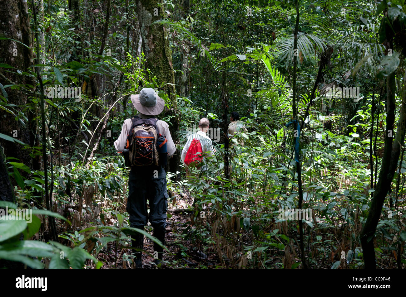 Pacaya Samiria National Reserve, Peru. Walking in the jungle near PV2 (Guard Post 2) Shiringal. Stock Photo