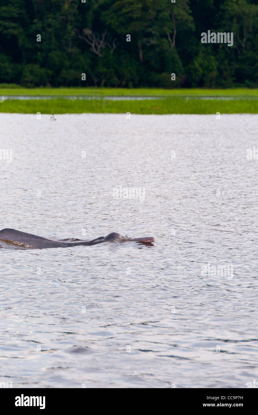 Pacaya Samiria National Reserve, Peru. Pink Dolphin travelling. Stock Photo