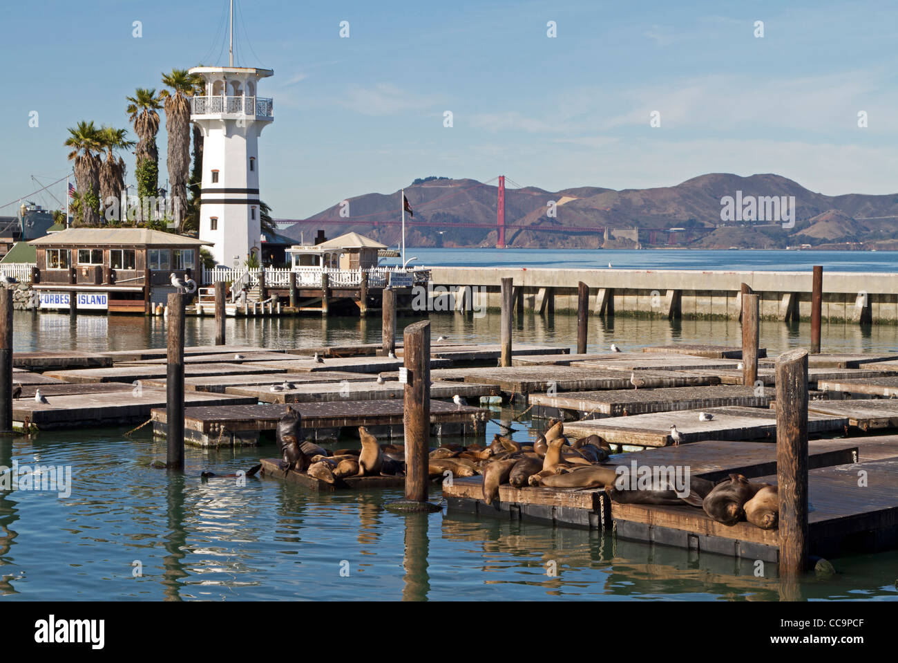 Sea lions (Zalophus californianus) at Pier 39 in San Francisco, California, USA Stock Photo