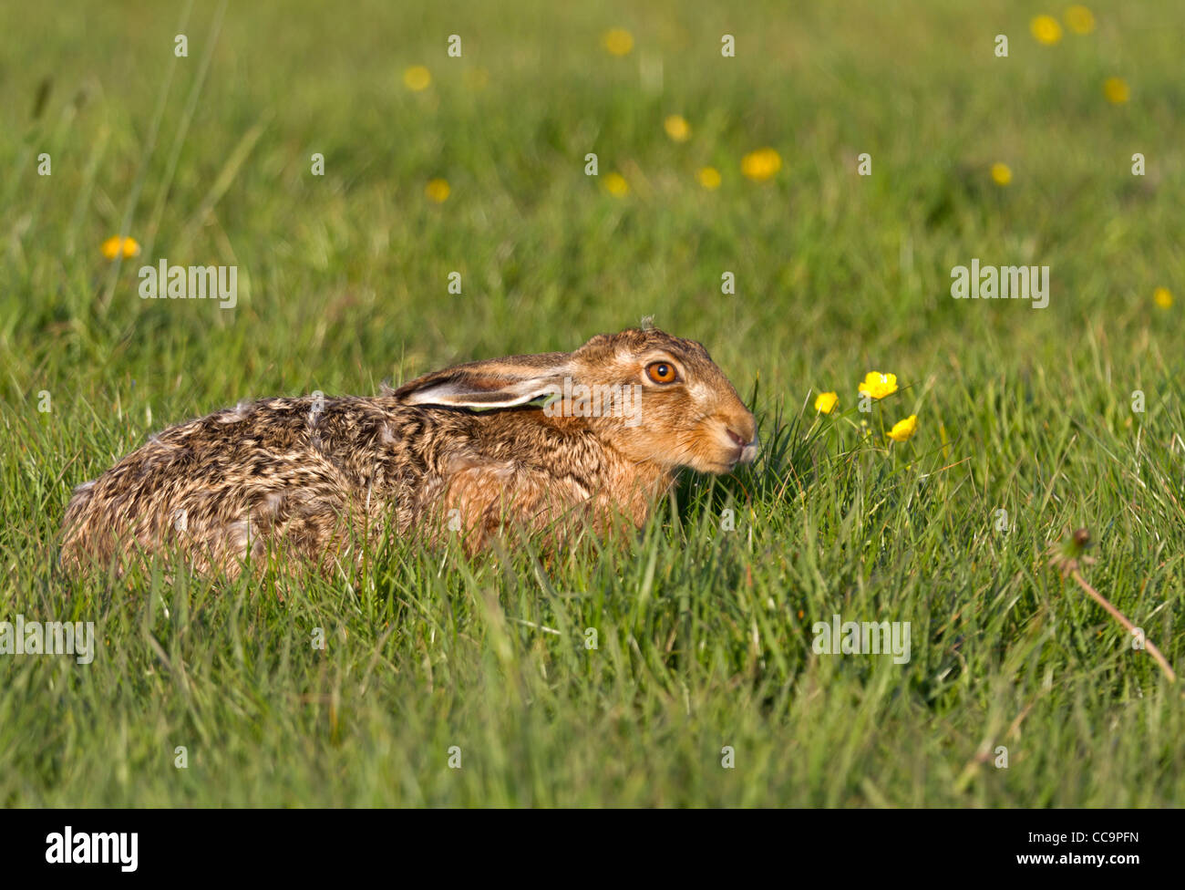 European Hare (Lepus europaeus) Stock Photo