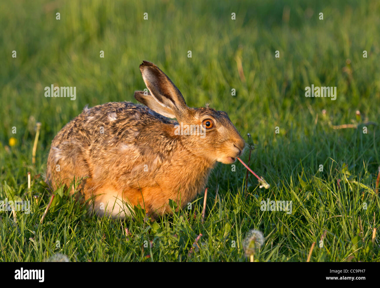 Liebre europea hires stock photography and images Alamy