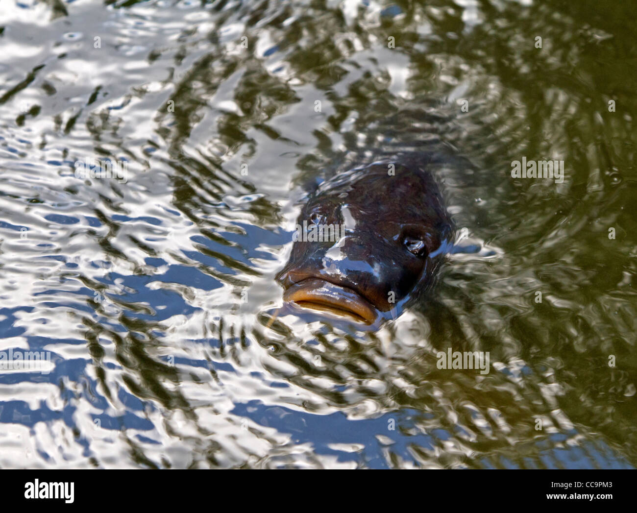 Common carp (Cyprinus carpio) Stock Photo