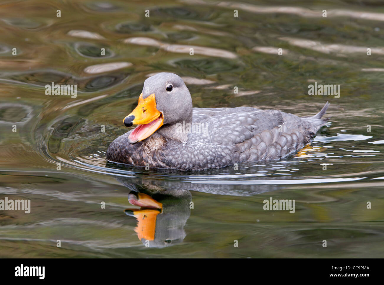 Fuegian Steamer Duck (Tachyeres pteneres Stock Photo Alamy