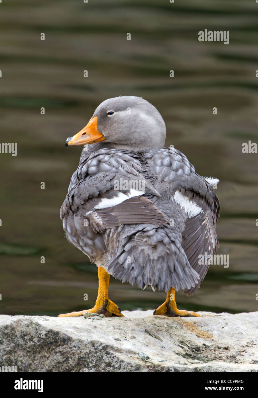 Fuegian Steamer Duck (Tachyeres pteneres Stock Photo Alamy