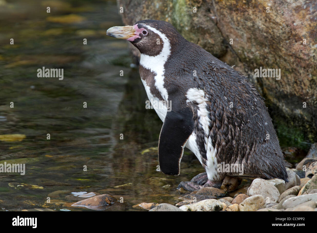 Humboldt penguin (Spheniscus humboldti) Stock Photo