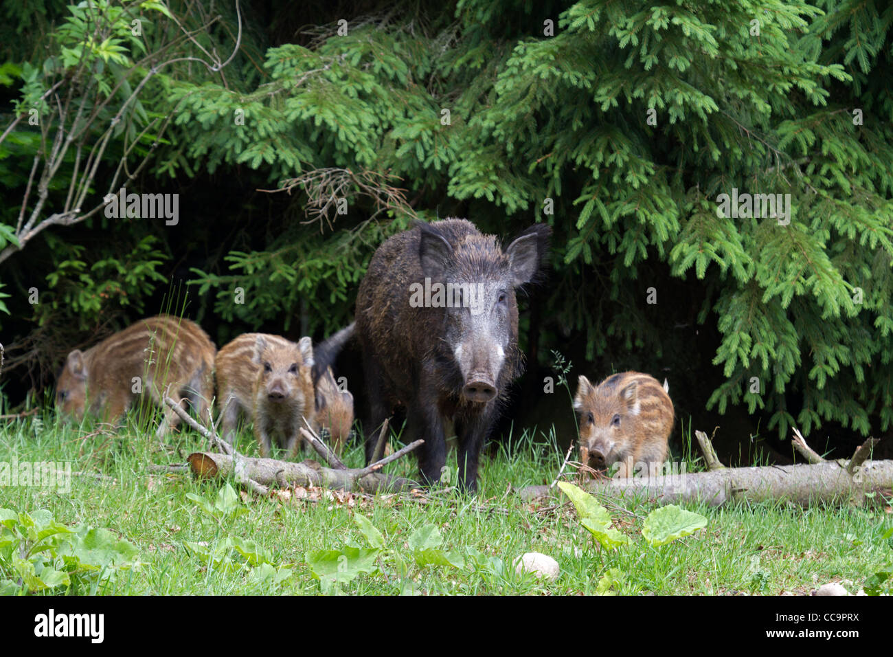 Wild boar (Sus scrofa) Stock Photo