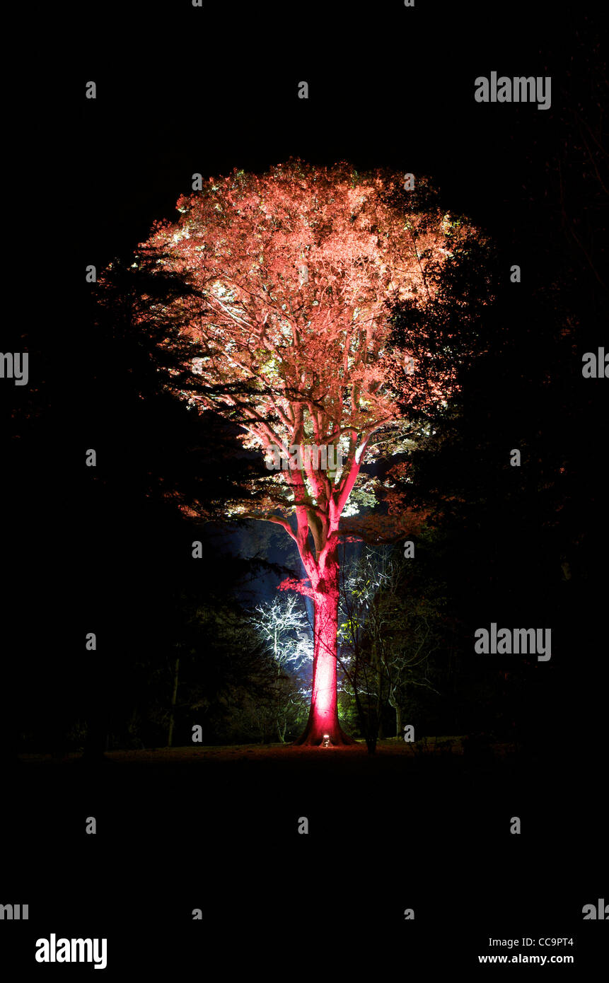 Illuminated tree hi-res stock photography and images - Alamy