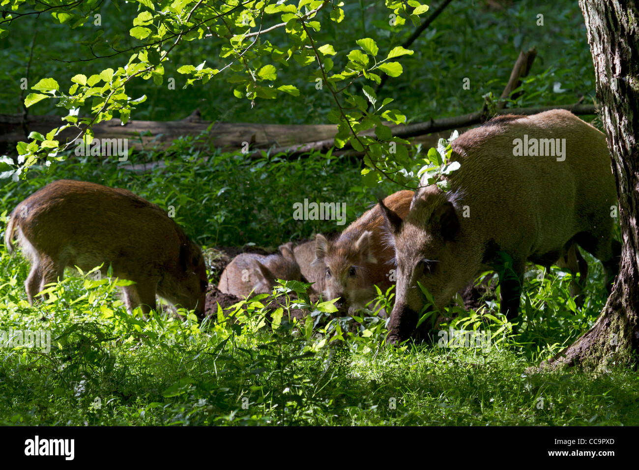 Wild boars (Sus scrofa Stock Photo Alamy