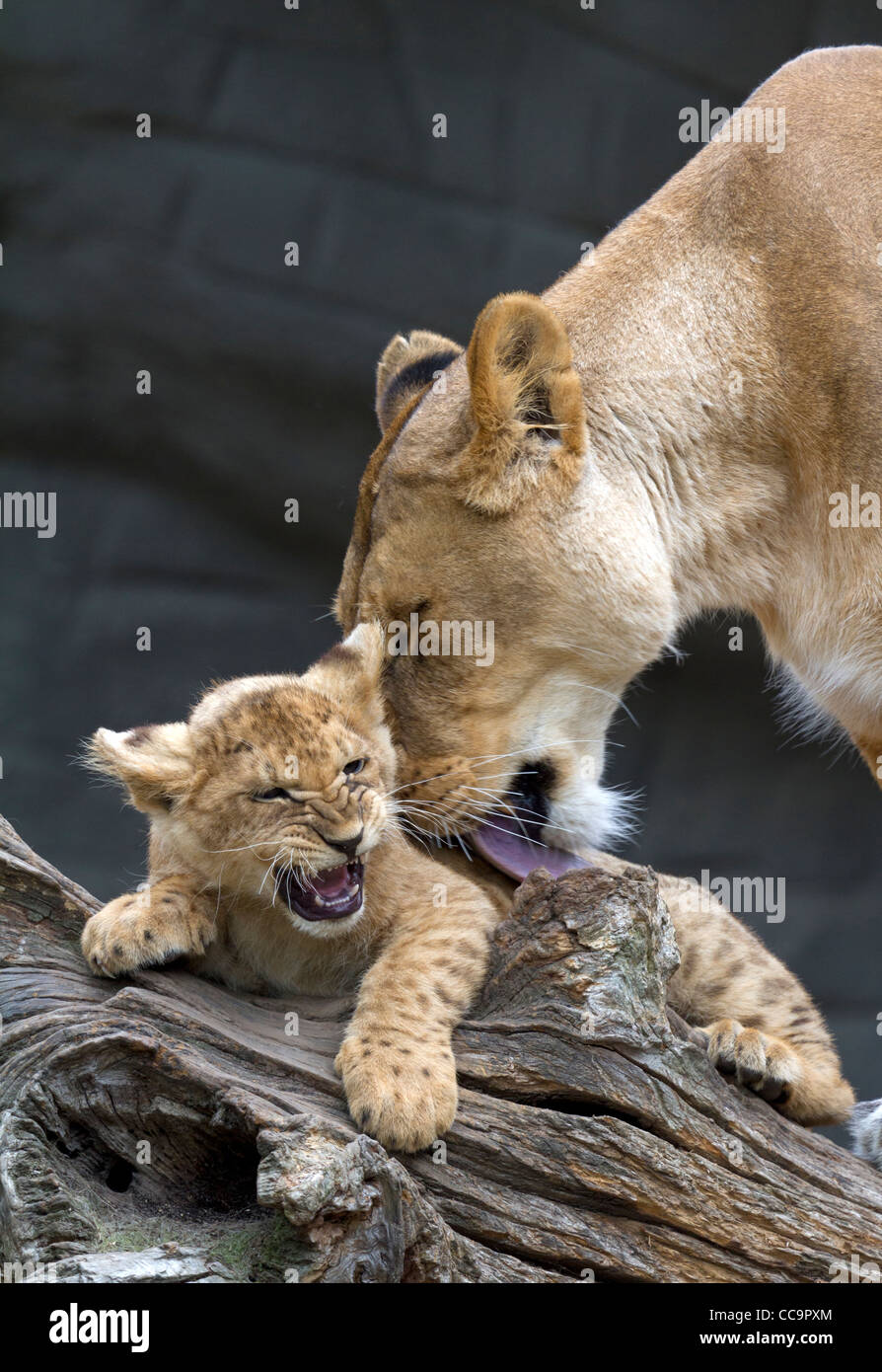 Lions ( Panthera leo) Stock Photo