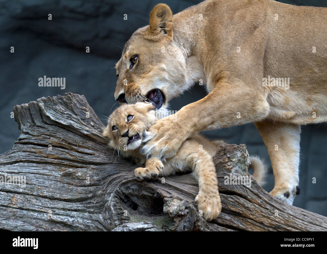 Lions ( Panthera leo Stock Photo - Alamy