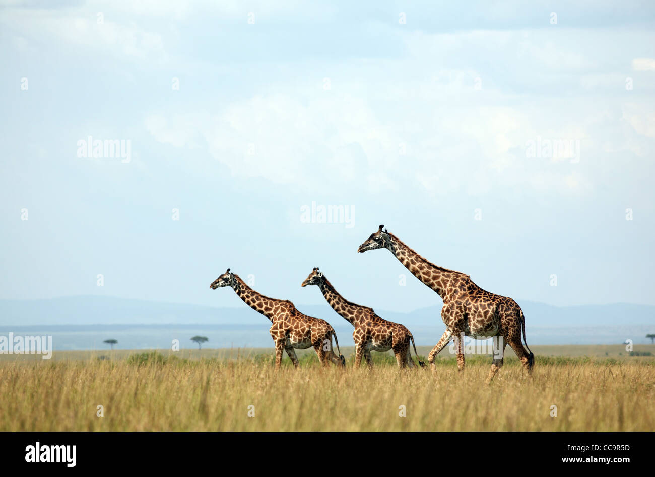 Three giraffes, Masai Mara National Reserve, Kenya, East Africa. Stock Photo