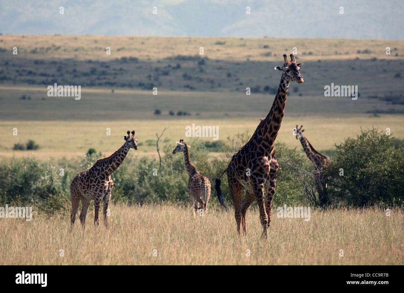 Four giraffes, Masai Mara National Reserve, Kenya, East Africa. Stock Photo