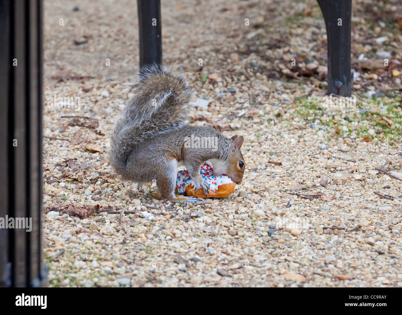 American red squirrel (Tamiasciurus hudsonicus) eating a donut USA