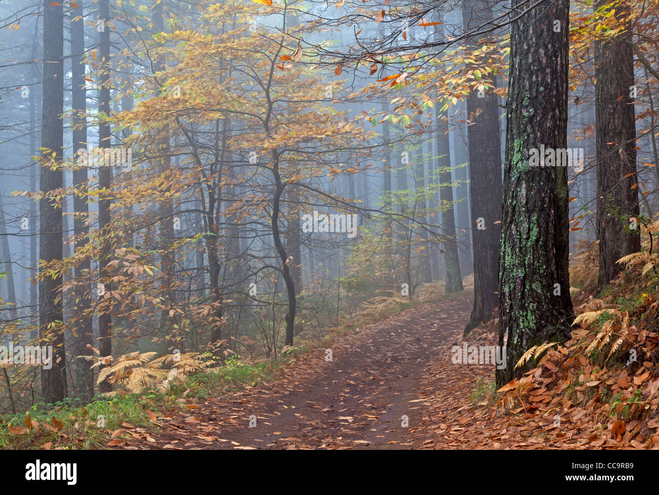 Forest with fog Stock Photo