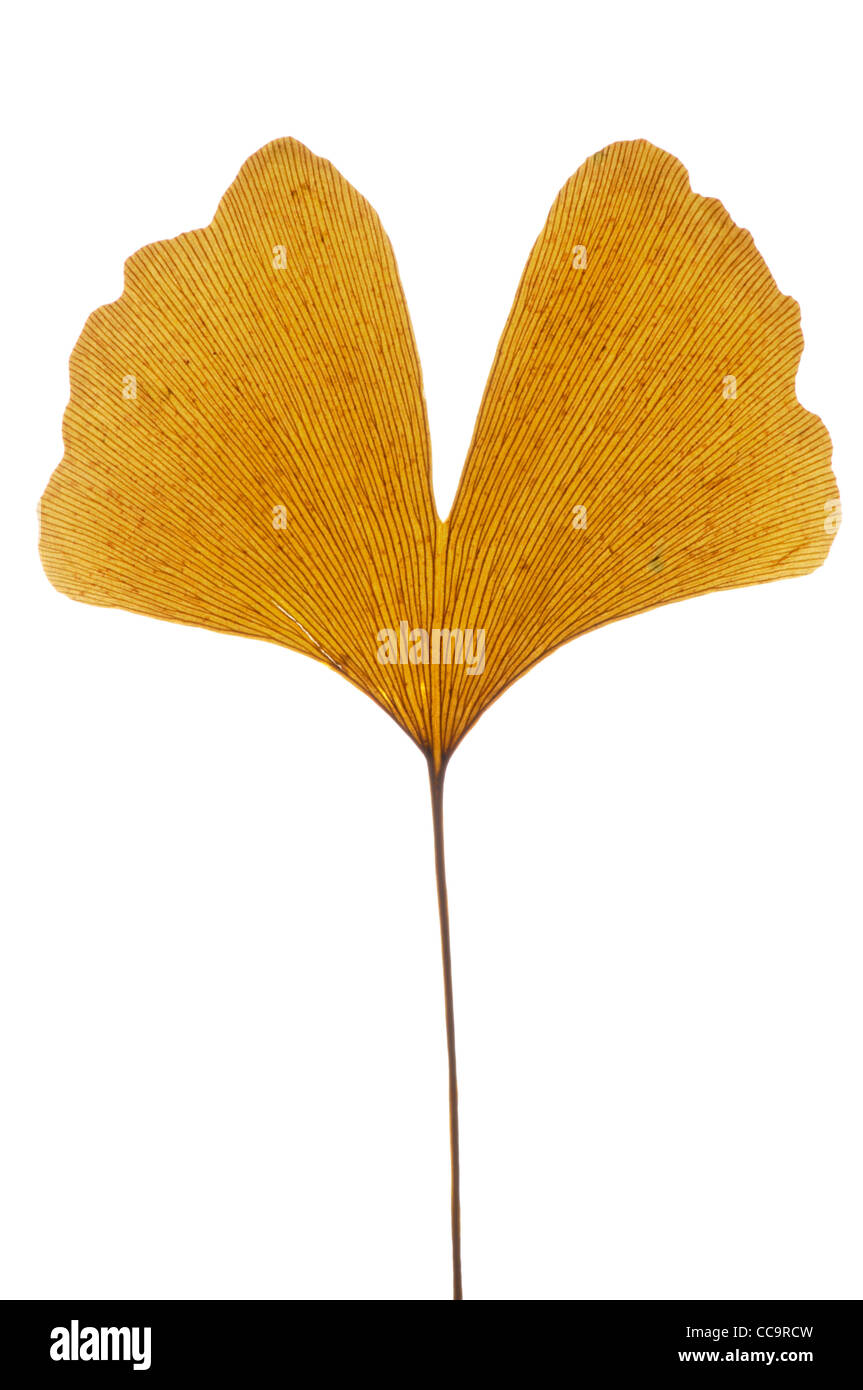 Ginkgo biloba leaf Stock Photo - Alamy