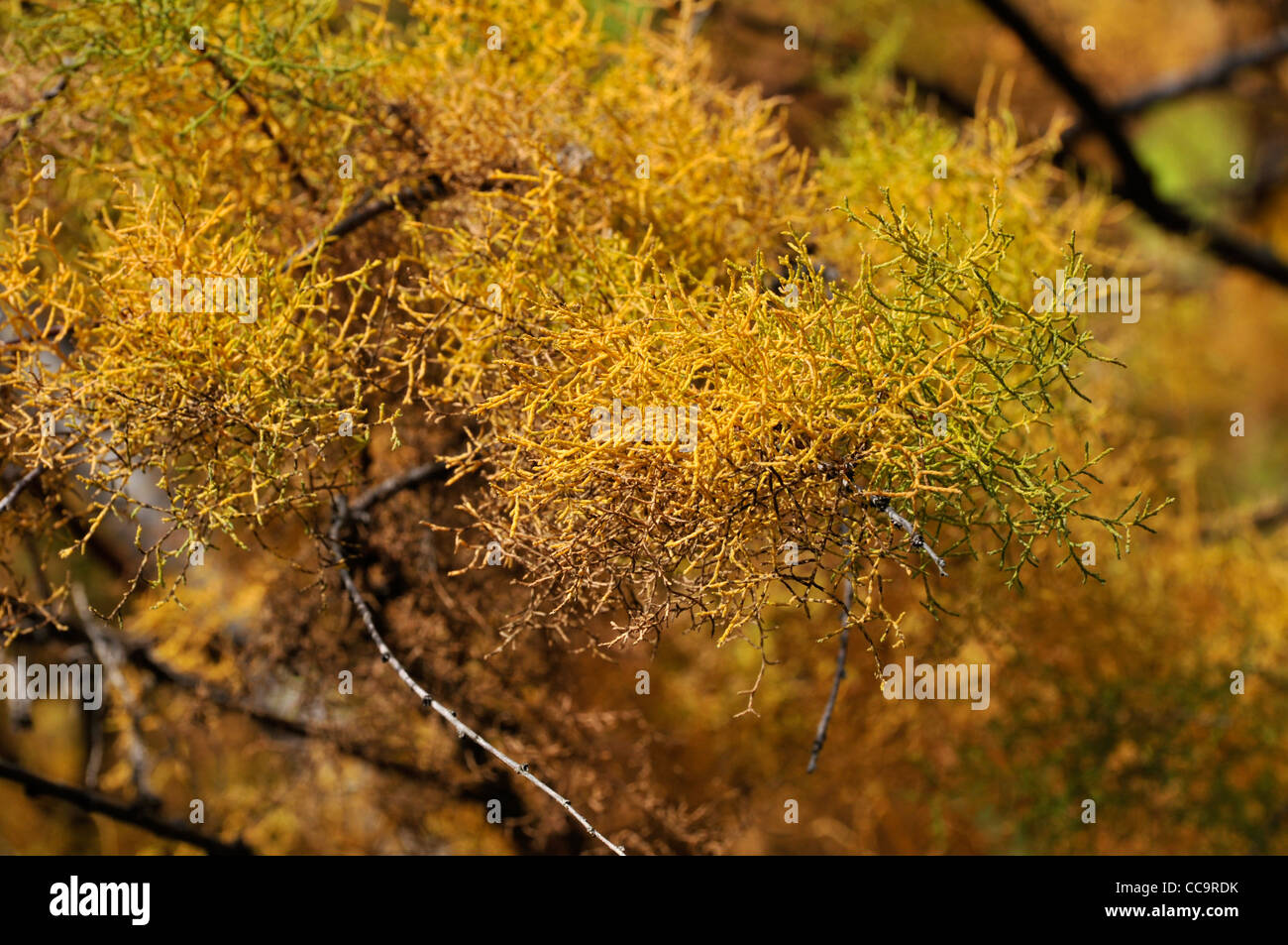 Tamarix africana, autumnal leaves Stock Photo