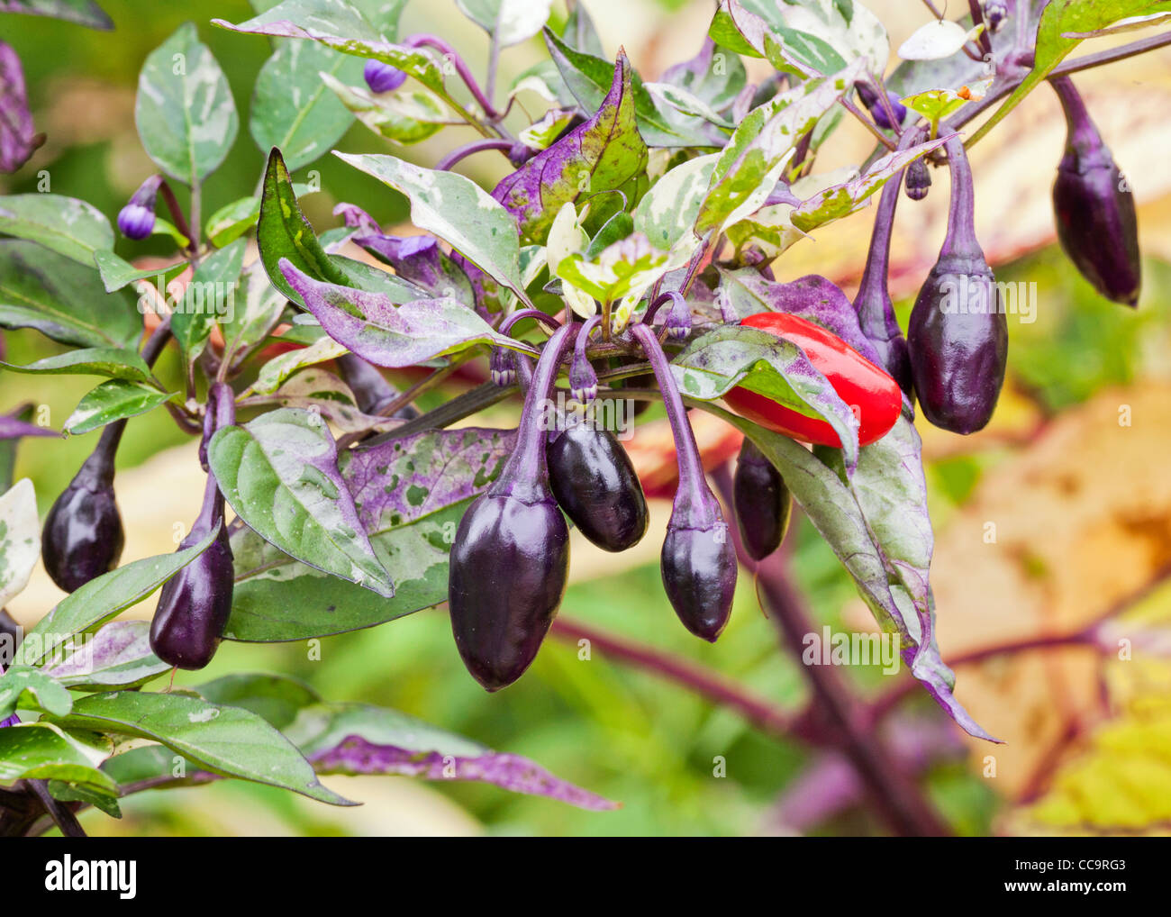 Ornamental purple and red peppers - USA Stock Photo