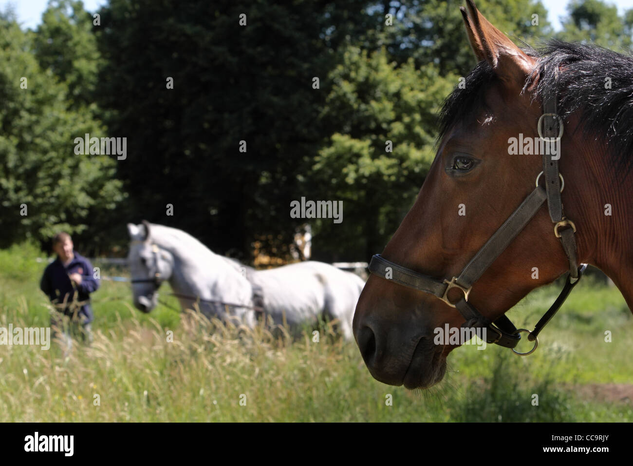taming white horse with view brown horses, Kladruby nad Labem - starokladrubaci horses Stock Photo