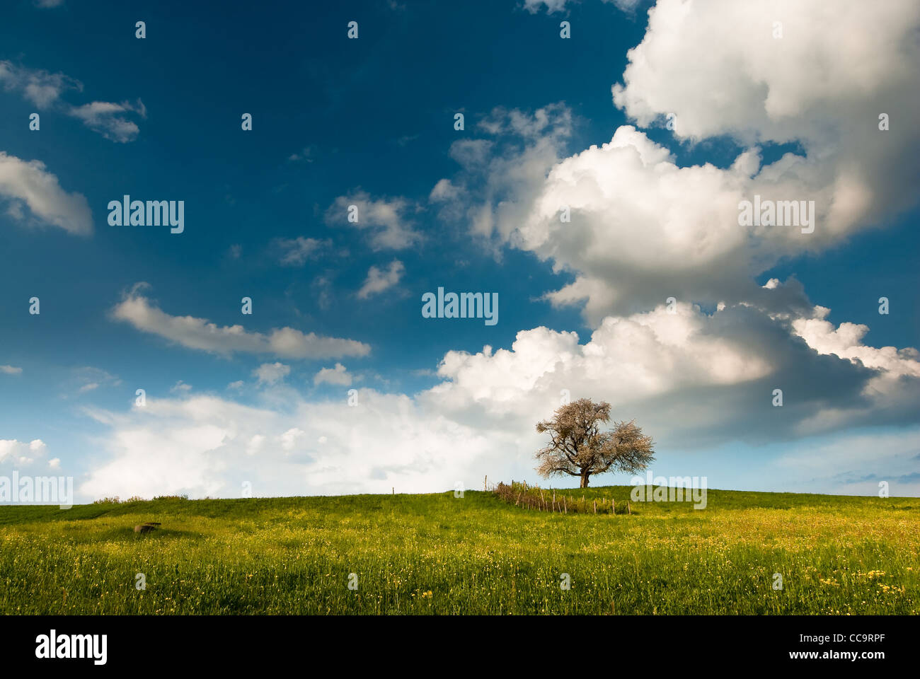 single tree on field in spring with blue sky and clouds Stock Photo - Alamy