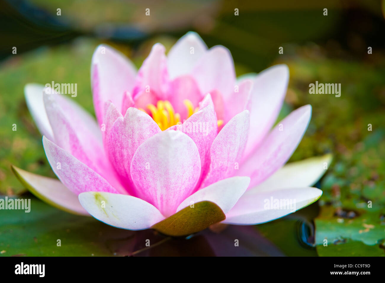 blossoming pink water lilly flower Stock Photo