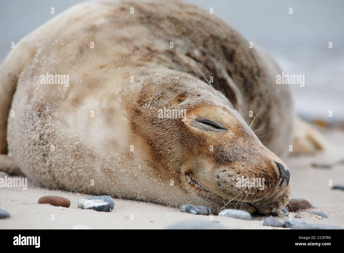 portrait of a young sleeping grey seal; Latin: Halichoerus grypus Stock Photo
