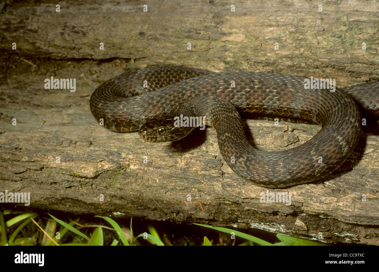 Northern Water Snake. Nerodia sipedon Ontario, Canada Stock Photo