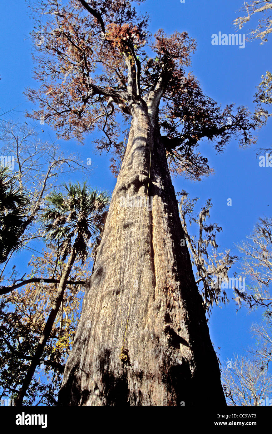 The Senator, 3500yearold cypress tree, the world's oldest cypress and