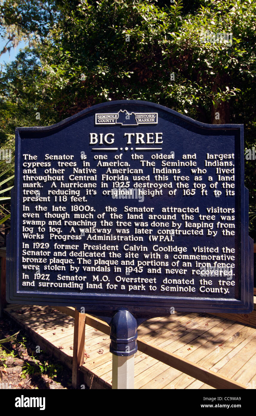 The Senator,  3500-year-old cypress tree, the world's oldest cypress and world's fifth oldest tree,Big Tree Park  Longwood, FL Stock Photo