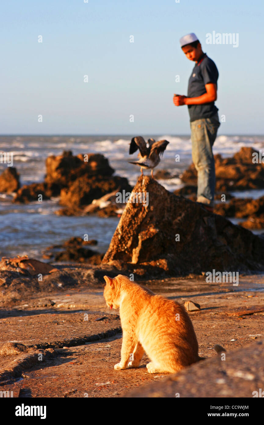 A cat, a seagull and a boy. Stock Photo