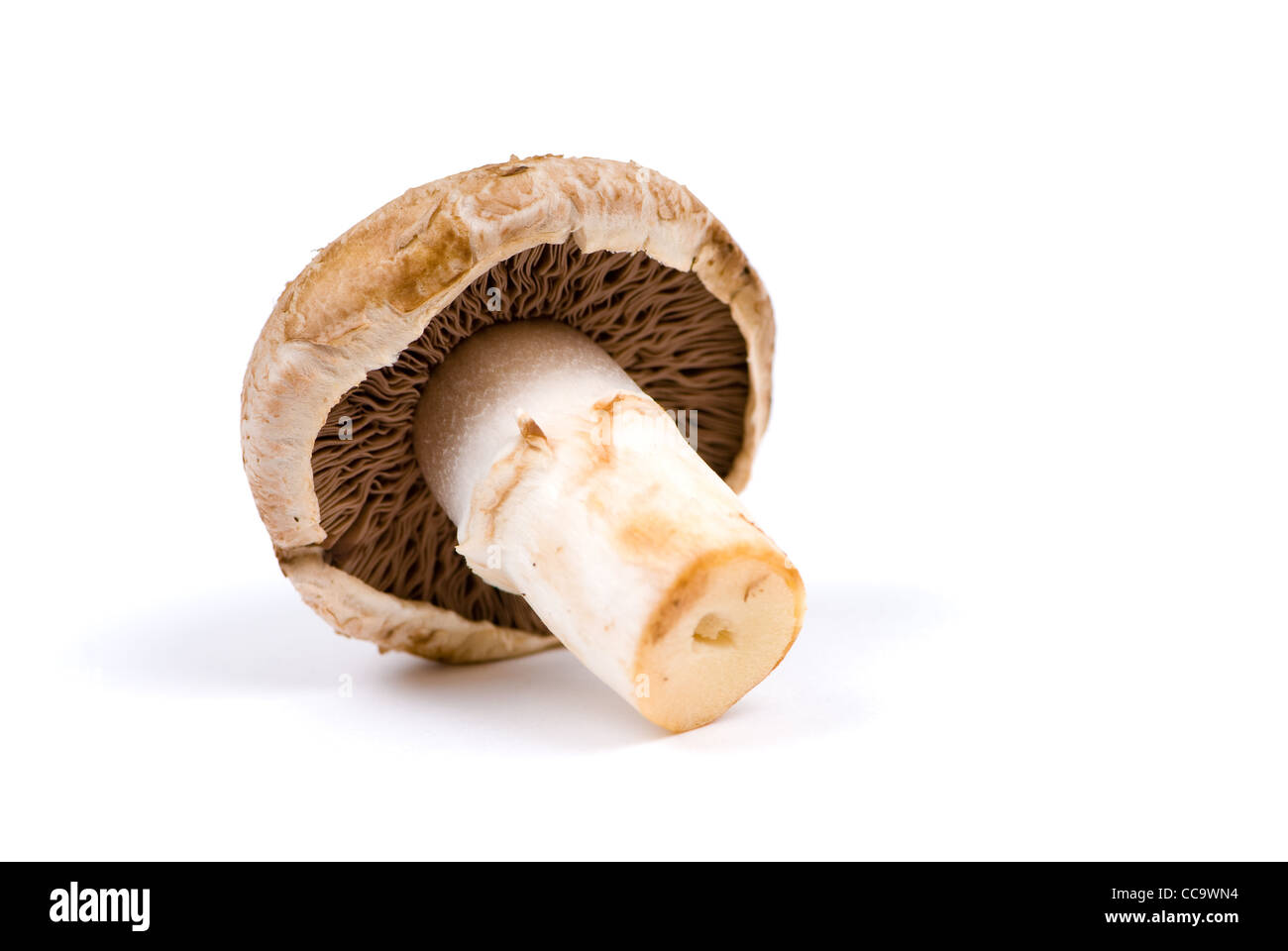 isolated brown champignon mushroom on white background Stock Photo