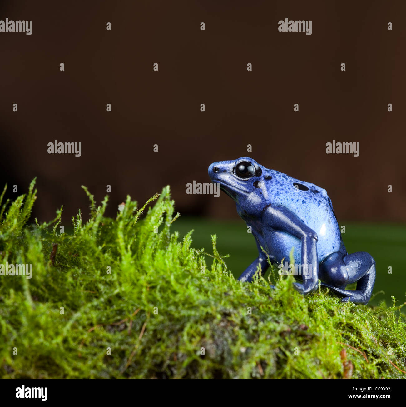 blue poison dart frog of amazon rainforest in jungle terrarium tropical exotic pet animal Stock Photo
