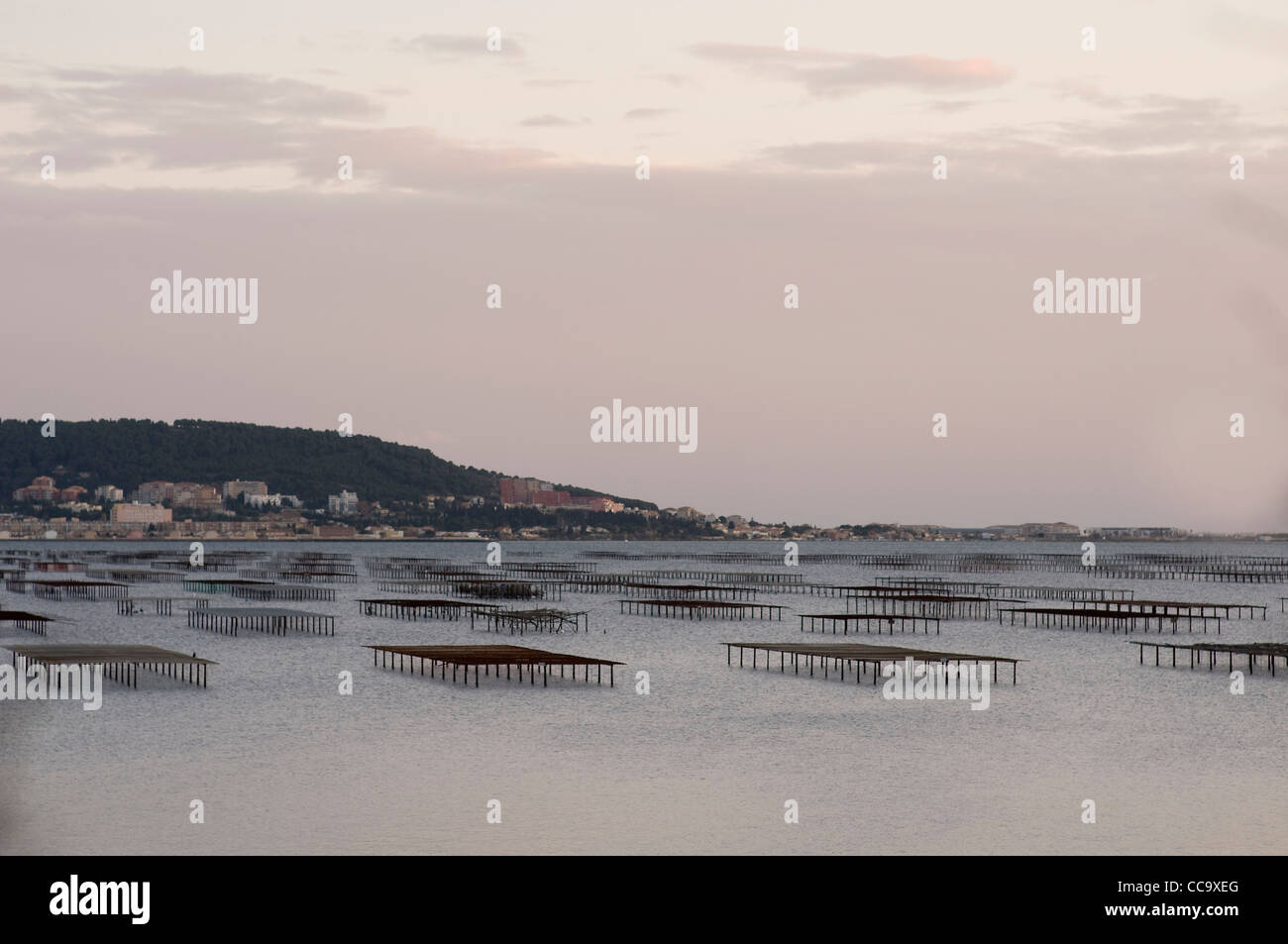 Oyster beds in winter sun,Étang de Thau at Bouzigues in the Herault, Languedoc -Roussillon,Southern France, Europe. Stock Photo