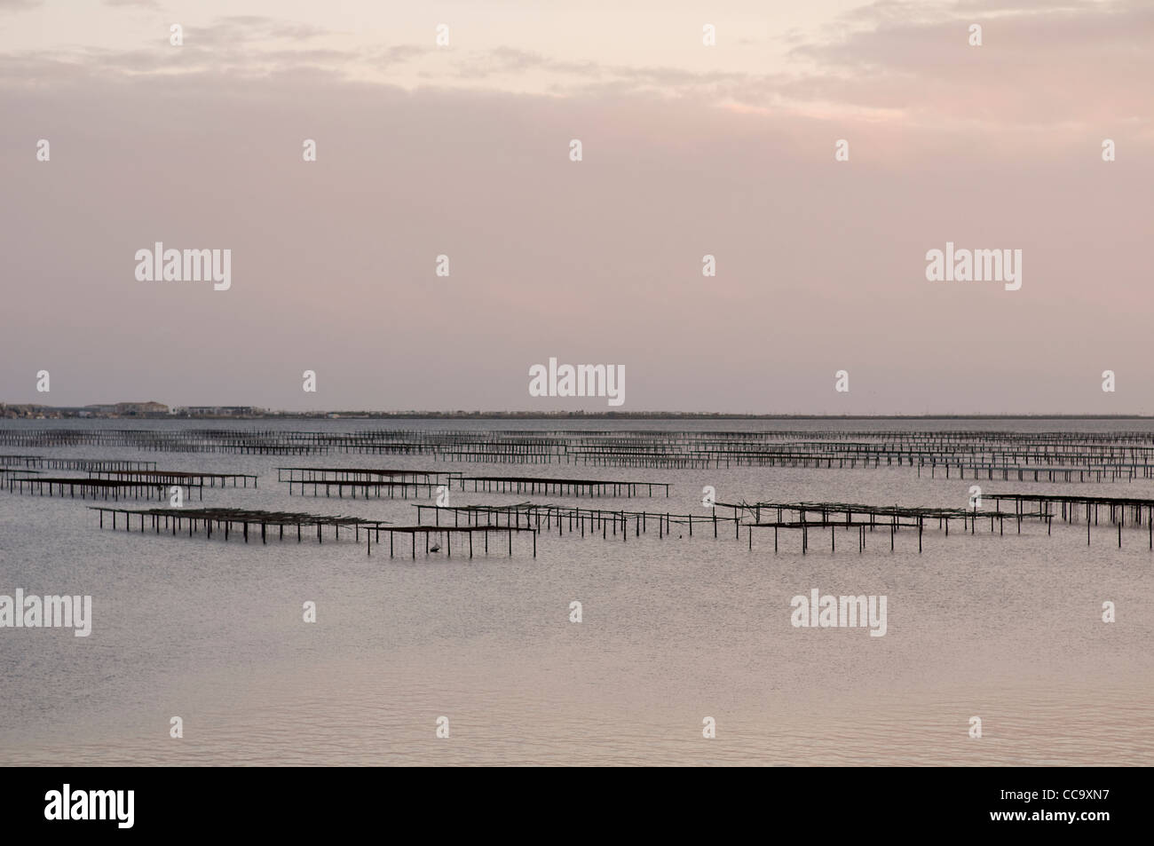 Oyster beds in winter sun,Étang de Thau at Bouzigues in the Herault, Languedoc -Roussillon,Southern France, Europe. Stock Photo