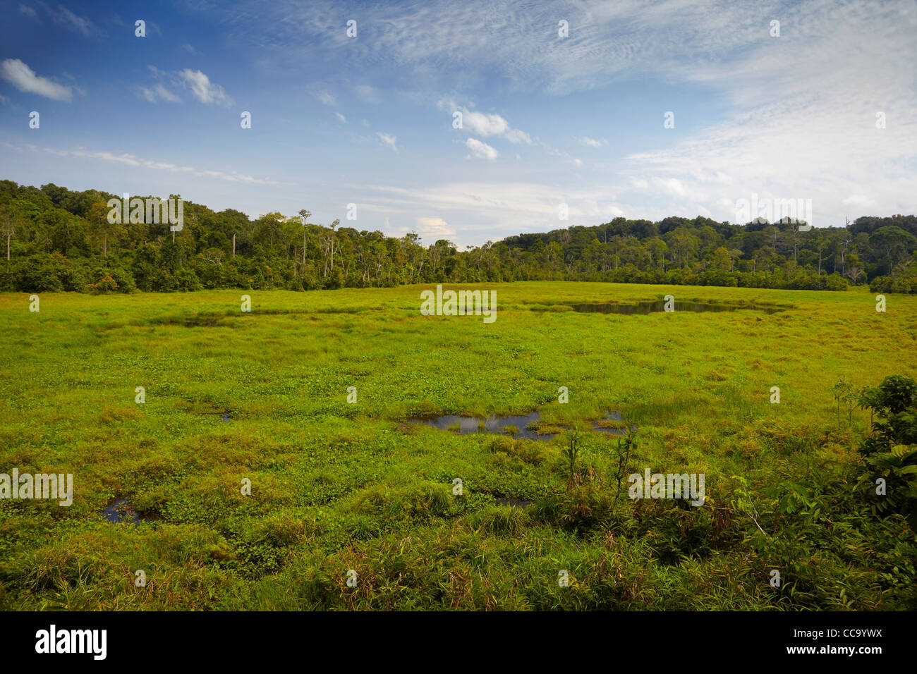 Nouabalé ndoki national park hires stock photography and images Alamy