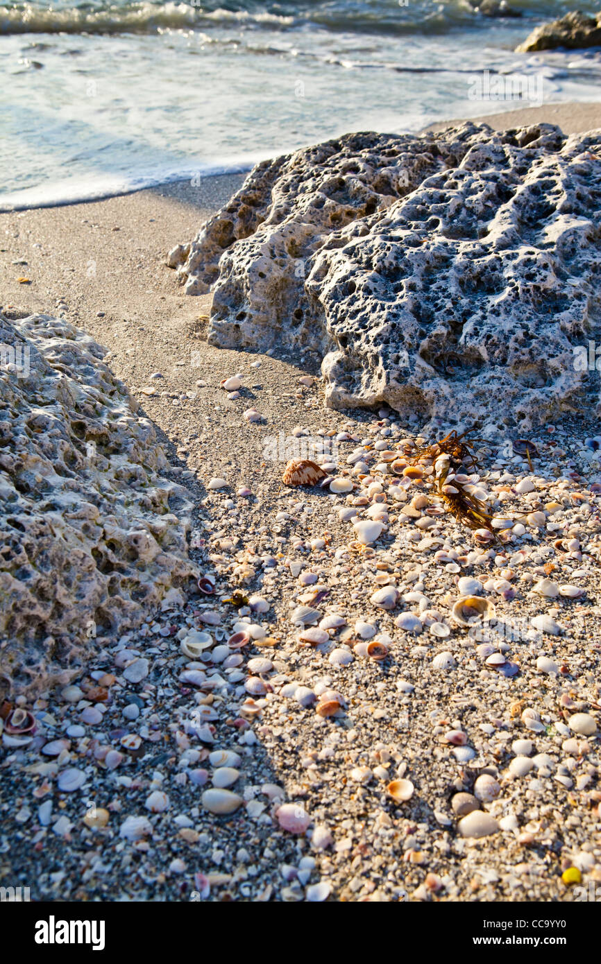 Sea Shells and Rocks on the Beach Florida Stock Photo Alamy