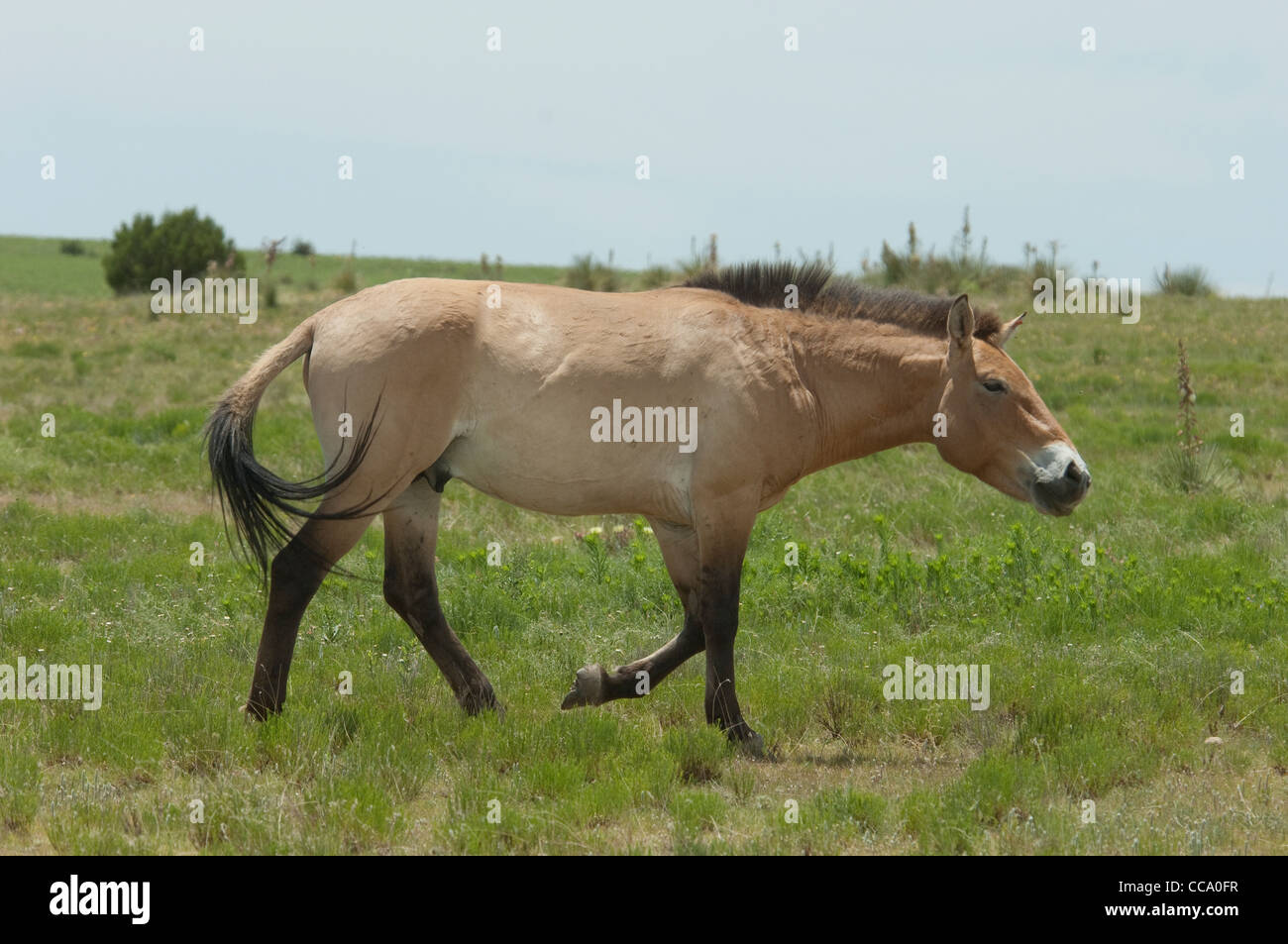 Przewalski's horse walking (Equus ferus przewalskii) Stock Photo