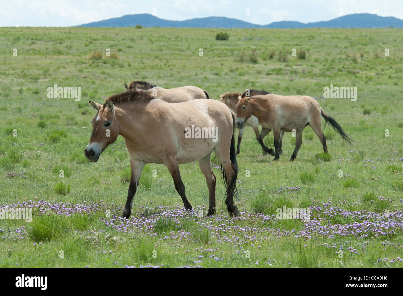 Herd of Przewalski's horses (Equus ferus przewalski) Stock Photo