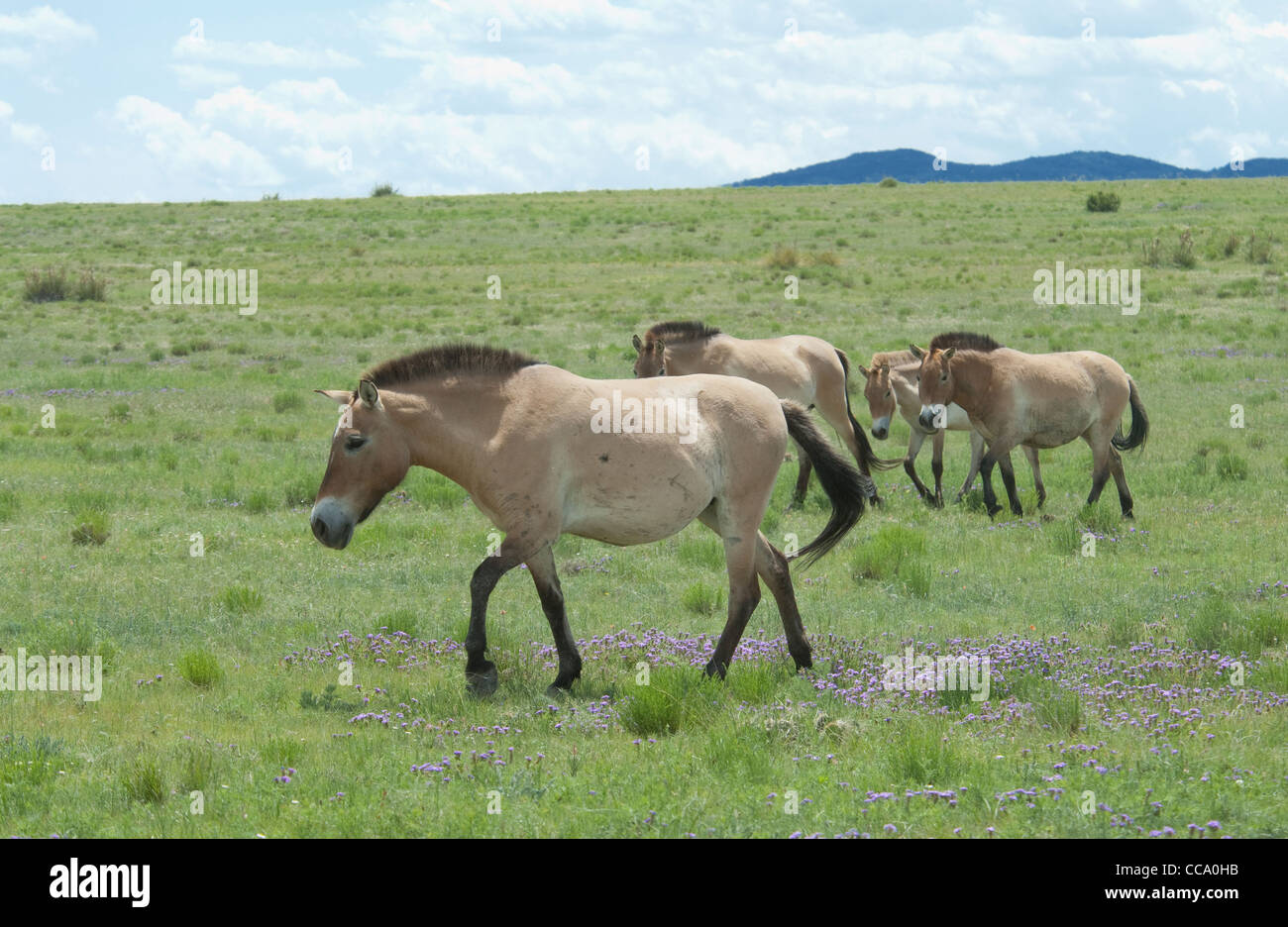 Herd of Przewalski's horses (Equus ferus przewalski) Stock Photo