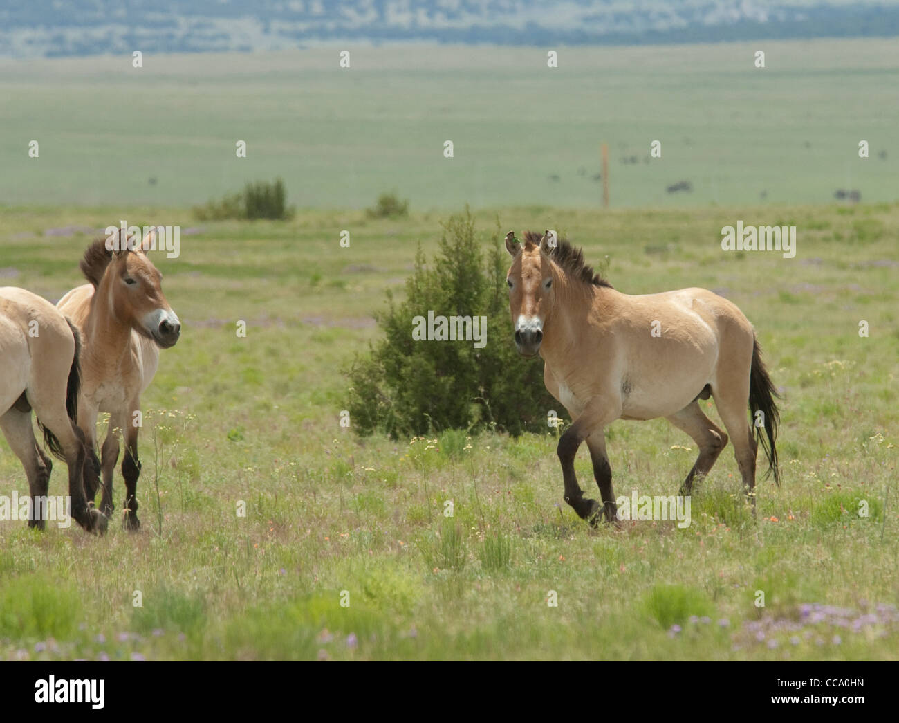 Przewalski's horses (Equus ferus przewalskii) Stock Photo